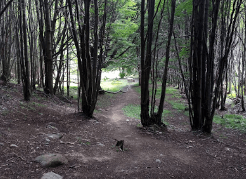 Bosque Camping Kawi Yoppen Ushuaia Tierra Del Fuego