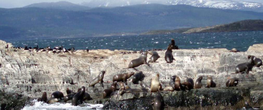 Animales Bahia Serena Ushuaia Hotel Tierra Del Fuego