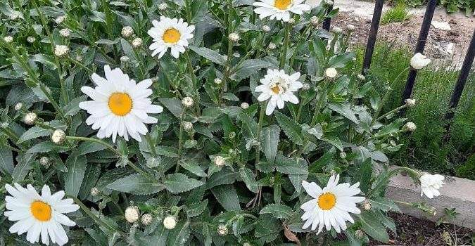 Flores Alquiler Aires Del Pipo Ushuaia Tierra Fuego