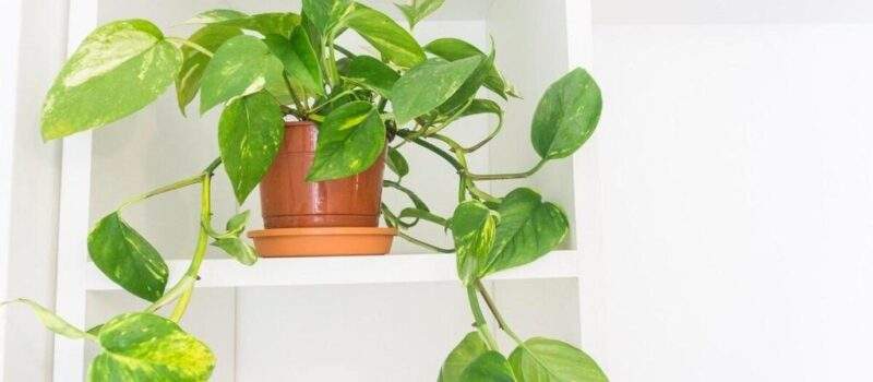 Horarios Alquiler Gente Del Sur Onas Ushuaia Tierra Fuego