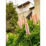 Alquiler Departamento Horizonte Fueguino