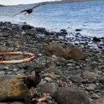 Living Alquiler Monoambiente Nino Ushuaia Tierra Del Fuego