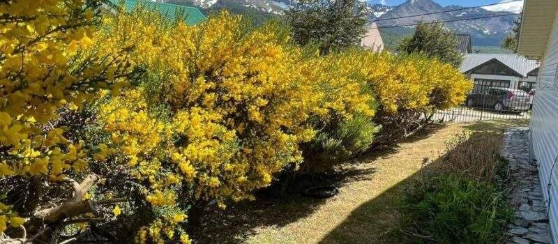Quincena Alquiler 1962 Del Monte Ushuaia Tierra Fuego